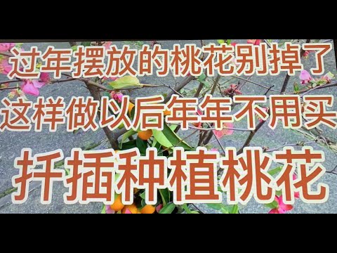 桃枝是什麼