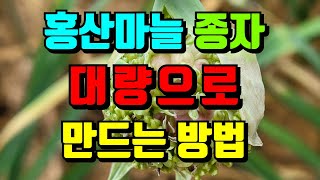 홍산마늘 종자 대량으로 만들기 / 1통에 주아가 몇개일까요? / 홍산마늘 종자 만들기