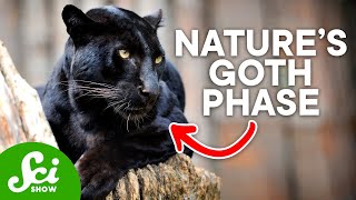 6 Delightfully Goth Animals