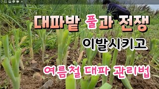 여름철 대파 관리하는법 풀과의 전쟁