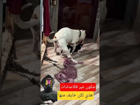 هذي لكن خايف منها. شكون غير فالاعدادات