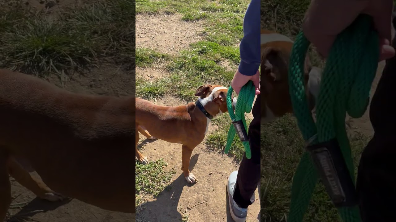 Enlarge Chase, a Adoptable Mixed Breed in Philadelphia, PA video 6/6