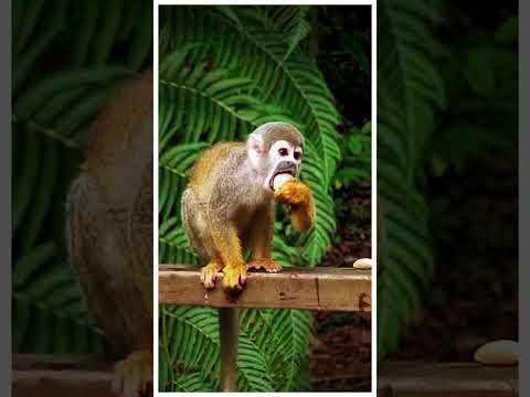 De visita a Nueva Loja #593 #viajes #travel #lagoagrio #sucumbíos