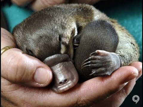 Cute baby Platypus Must See!!