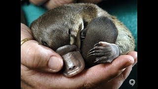 Cute baby Platypus Must See!!
