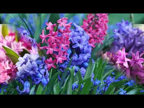 Esther Ofarim   Pizmon Layakinton