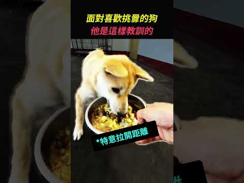 面對喜歡挑釁的狗，他是這樣教訓的（@Q弹肉丸）