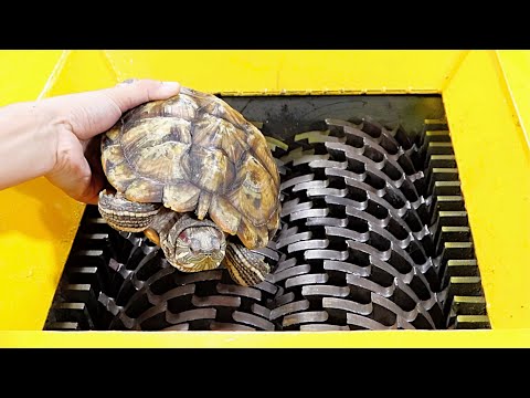 2nd YouTube video about how long can a turtle survive on its back