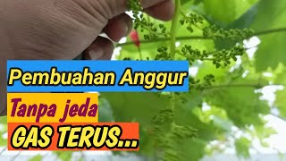 Pasca pruning 14 hsp pembuahan lanjutan keluar bunga semua. 