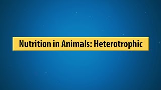 Nutrition in Animals: Heterotrophic||Full Concept learning ||With Animation