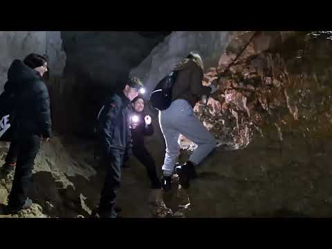 Aranyló lombbúcsú