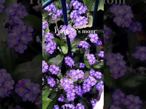 @fardeenmomuk #shorts #flowers