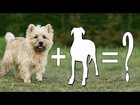 Las 10 mejores razas de perros mezclas de Cairn Terrier / Mezcla de Cairn Terrier