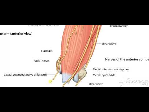 Musculocutaneous nerve 2