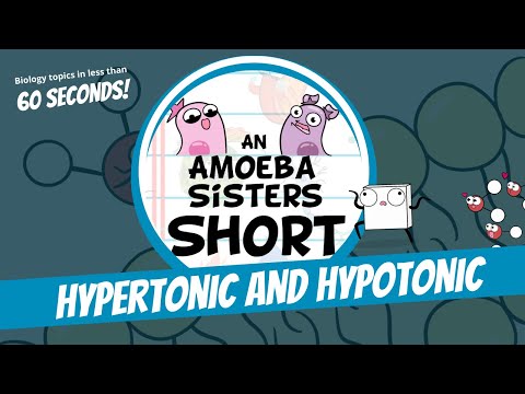 Hypertonic and Hypotonic - Amoeba Sisters #Shorts