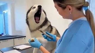 The World's funniest HUSKY Dogs Video 2026😁 