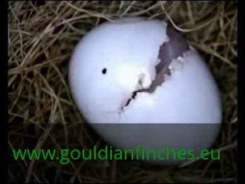 Gouldian finch hatching (in real time) - www gouldianfinches eu - Marek Buransky