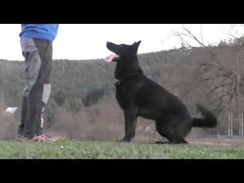 Ackey Levemar - obedience 12/2015