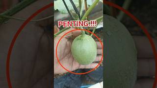 Download lagu take care of melons in polybags. #melon #shorts #ooktani93 #viral #garden mp3