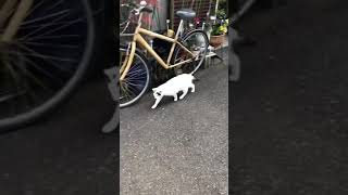 地域猫
