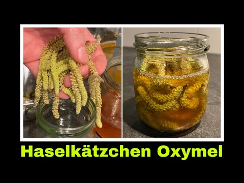 Haselkätzchen Oxymel ansetzen | Haselblüten | Haselnuss Blüten | Selbstversorgung: Hasel