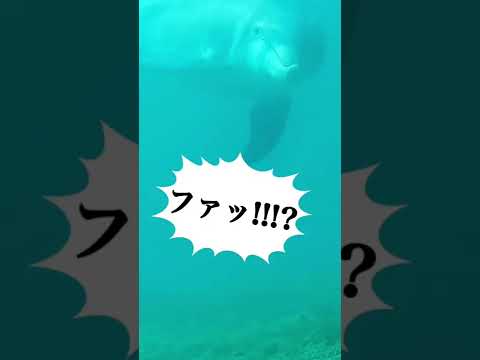 アマゾンの動物 - 特徴、名前、写真