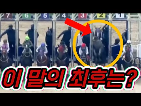 모두가 뛰어나갈 때 혼자 일어서버린 경주마는 어떻게 됐을까. 유니카의 첫번째 경주. 전지적망아지시점