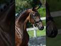Jument - KWPN - 7 ans - Dressage - France