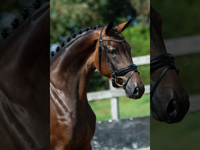 Jument - KWPN - 7 ans - Dressage - France
