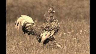 John Fahey - Banty Rooster Blues (Charley Patton)