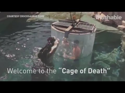 Swimming with Crocodile In 'Cage of Death' In Australian Wildlife Park