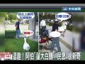 逗趣！阿伯「遛大白鵝」民眾：很新奇