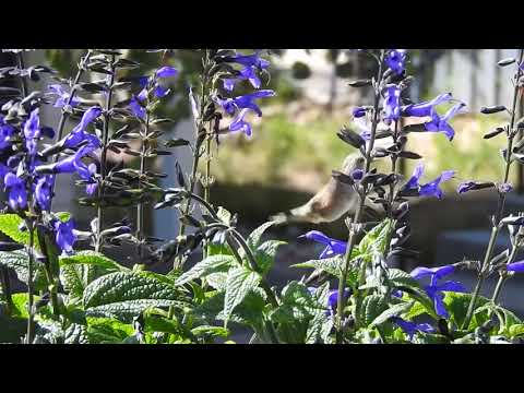 Broad-tailed Hummingbird, Breckenridge, CO