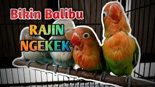 Download lagu Pancingan Lovebird Paud balibu ngekek jeda rapat mp3