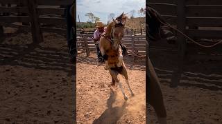 Como é que volta! 🐴💨