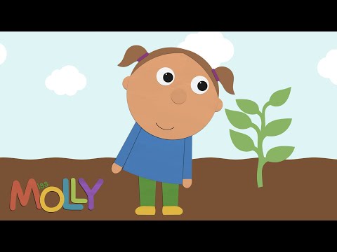, title : 'How Does a Plant Grow? (Lifecycle of Plant) | Miss Molly Sing Along Songs | The ALPHABET Kids'