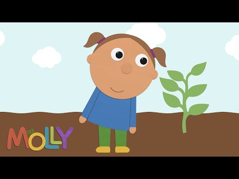 How Does a Plant Grow? (Lifecycle of Plant) | Miss Molly Sing Along Songs | The ALPHABET Kids