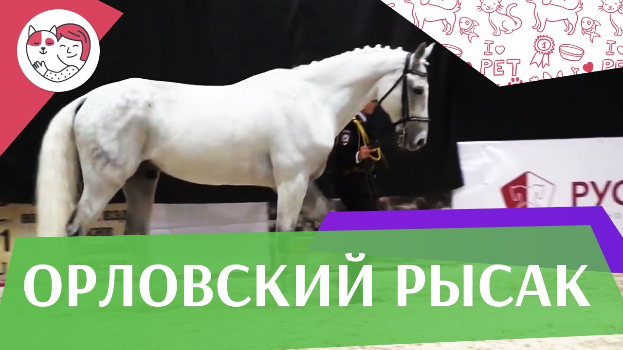 ЛОШАДИ Орловский рысак 2 ЭКВИРОС 2016 на ilikepet