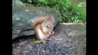 last day of summer- The cure