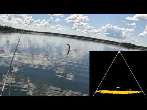 Video Thumbnail for Topwater Pike & Jigging for Walleye | Emma Lake Mashup
