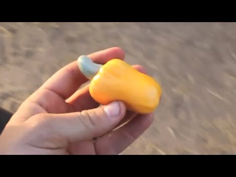 How do Cashews Grow?? - Smarter Every Day 44