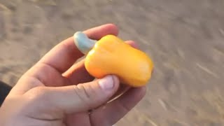 Where Cashews Come From - Smarter Every Day 44