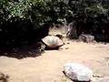 Big Turtle Moving Slowly