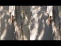 FOLLOWING SUNNY LEONE IN 3D WITH SPY CAMERA IN LEGS ASS