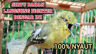 Download lagu BIKIN SIRTU LAIN JADI FIGHTER! PANCINGAN SIRTU/CIPOH BAHAN AGAR CEPAT GACOR mp3 Download lagu BIKIN SIRTU LAIN JADI FIGHTER! PANCINGAN SIRTU/CIPOH BAHAN AGAR CEPAT GACOR mp3