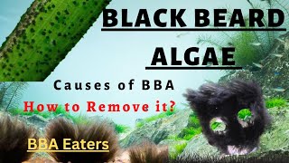 Black Beard Algae removal | Black Beard Algae Eaters| #blackbeardalgaeremoval #BlackBeardAlgaeeaters
