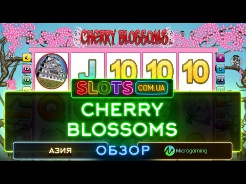 Cherry Blossom