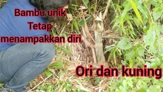 Download lagu penemuan banyak bambu unik dari  bambu ori dan bambu kuning mp3
