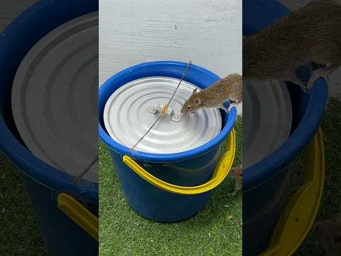 Simple homemade mouse trap idea from old plastic buckets at home #rattrap #rat #mousetrap #shorts