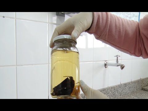 Centro de Controle de Zoonoses de Piracicaba alerta para casos de raiva